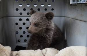 Ο ΑΡΚΤΟΥΡΟΣ θα φροντίσει ορφανό αρκουδάκι