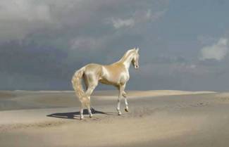 Akhal-Teke. To «χρυσό» άλογο