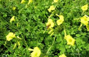 Οδηγός για τα άγρια χόρτα του ελληνικού βουνού