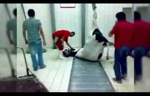 Πώς τρως το μοσχαράκι γάλακτος κατευθείαν από τη μάνα του...Το βίντεο που αποκαλύπτει την ωμή πραγματικότητα.. (video)