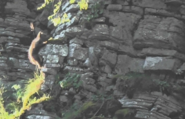 Η αναρρίχηση της αρκούδας με το μωρό της στο Ζαγόρι (video)