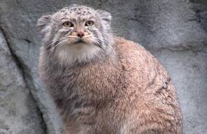 Σπάνιες γάτες από όλον τον κόσμο!