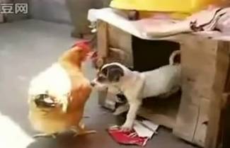 "Απόπειρα βιασμού" κότας από σκύλο! (video)