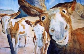 Η κρίση των... γαϊδάρων...