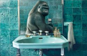 Animal Selfies by National Geographic