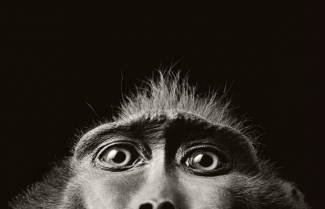 More Than Human: Πορτραίτα ζώων από τον Tim Flach