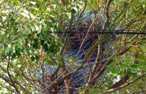 Τα πουλιά στo Τόκιο κάνουν φωλιές από… κρεμάστρες