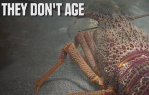 6 (Σχεδόν) αθάνατα ζώα! (video)