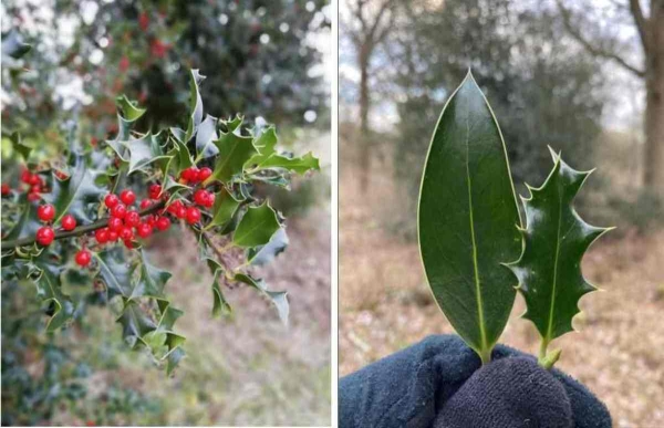 Γκι ή μήπως αρκουδοπούρναρο;