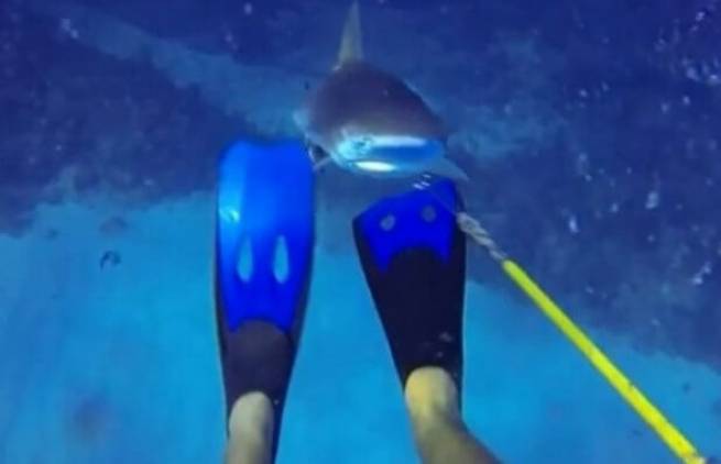 Δύτης γλιτώνει από σαγόνια καρχαρία! (video)