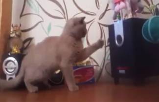 Γάτα προσπαθεί να &quot;πιάσει&quot; την μουσική! (video)