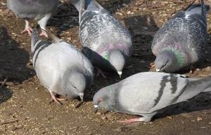 Που είναι όλα τα μικρά περιστέρια;