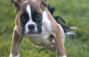 Μάθημα αισιοδοξίας από ένα σκύλο που δεν το βάζει κάτω (video)