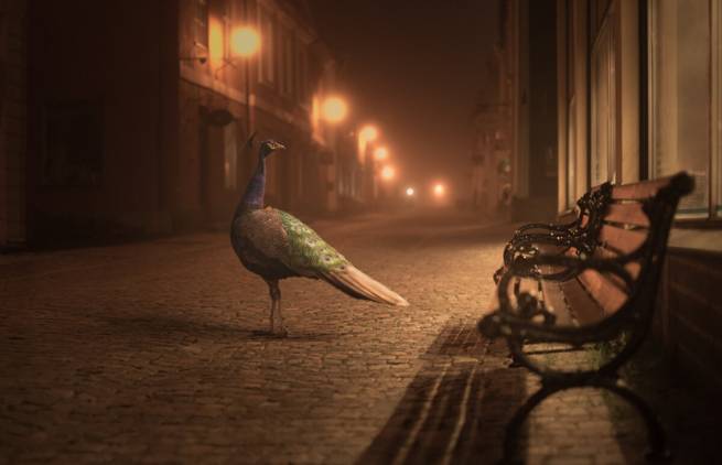 Mikko Lagerstedt: Ο φωτογράφος της νύχτας