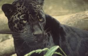 Άνθρωποι με "δυνάμεις ζώων" (video)