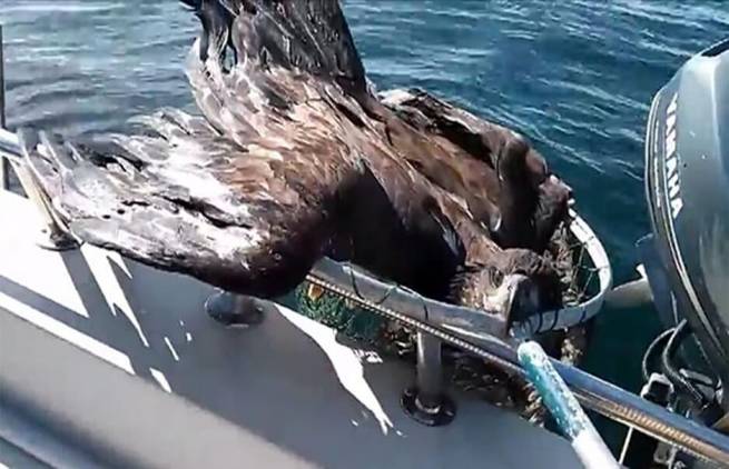 Αετός ζητάει βοήθεια από ψαρά! (video)