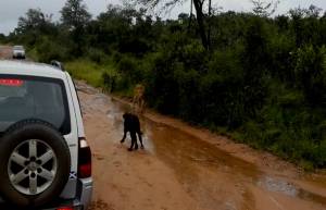 Έσωσε το μοσχαράκι από τα νύχια του λιονταριού! (video)