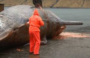 Γιατί οι φάλαινες εκρήγνυνται όταν πεθαίνουν; (video)