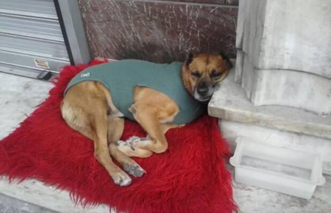 Πειραιάς: Φροντίζουν τον αδέσποτο της γειτονιάς τους