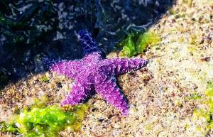 Ένας σπάνιος μωβ αστερίας!