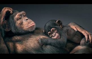 SOS από τα στενότερα εξελικτικά μας ξαδέρφια (video)