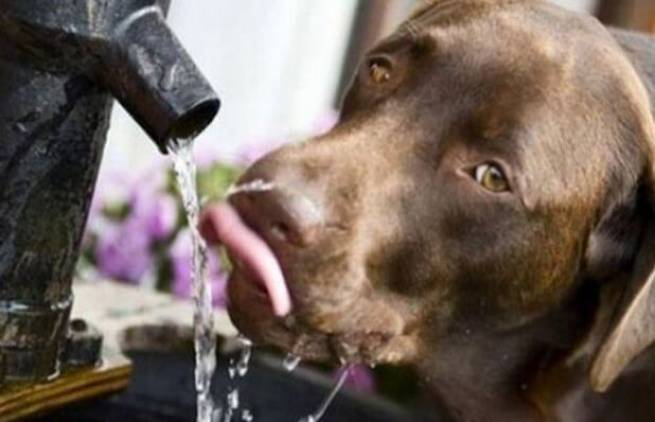 Ποτίστρες δροσιάς για τα αδέσποτα ζώα στην Αθήνα