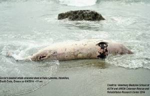 Στρατιωτική άσκηση σκότωνει τις φάλαινες στην Κρήτη