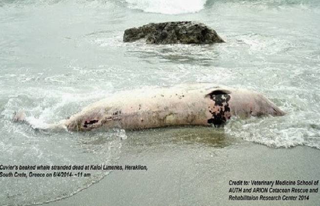 Στρατιωτική άσκηση σκότωνει τις φάλαινες στην Κρήτη
